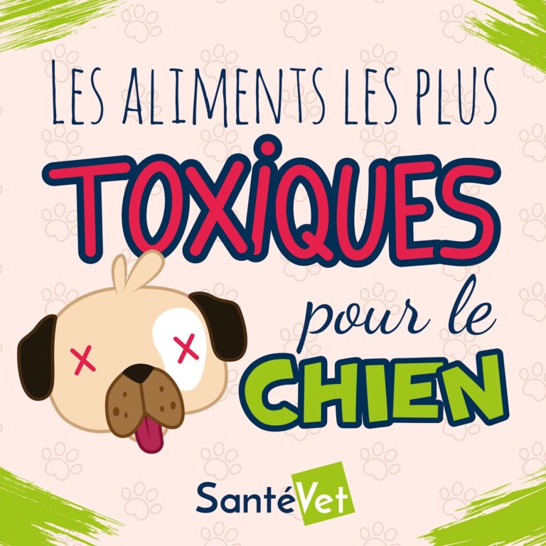 Le chocolat est-il toxique pour mon chien ou mon chat ?