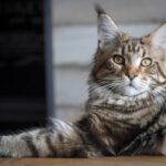 Maine Coon