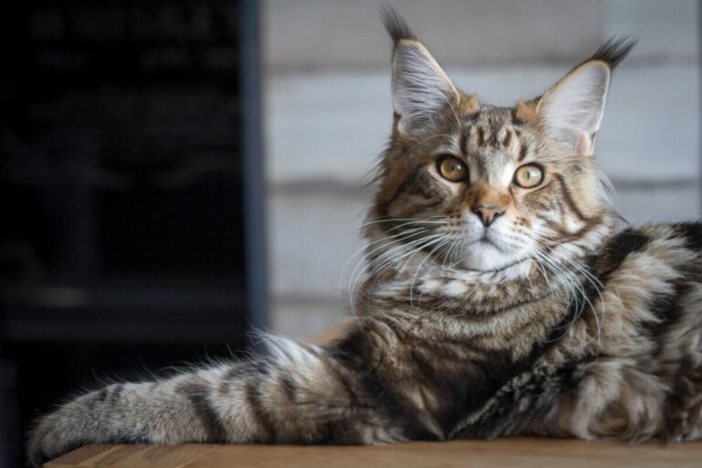 Alles over de gigant, de Maine Coon