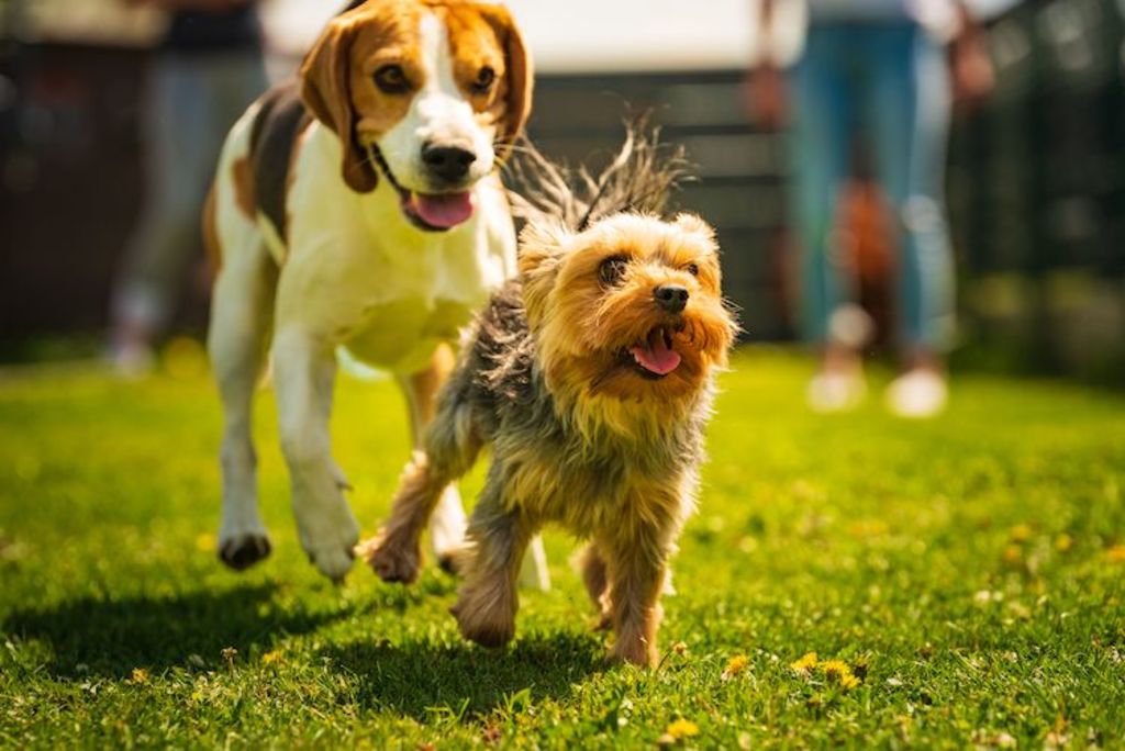 maladie_de_cushing_chez_le_chien
