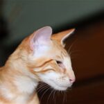 Mandarin