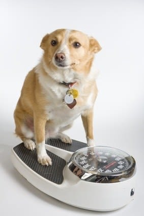 L&rsquo;obésité chez le chien : un véritable fléau