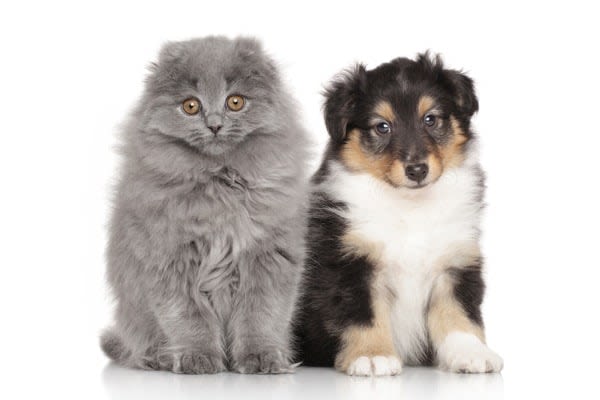 Les chiots et les chatons sont les bienvenus chez Santévet