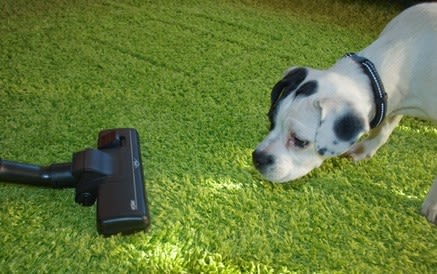 Puces chez le chiens et chat : passez l’aspirateur !