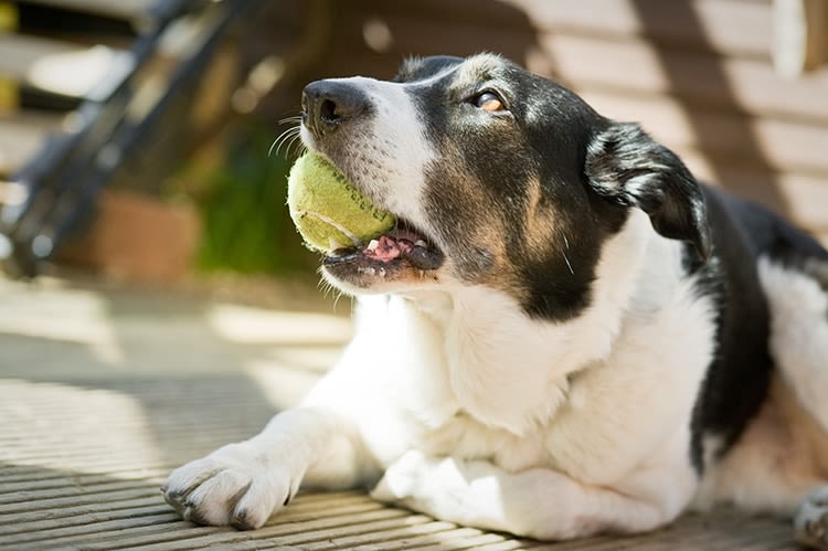Balles de tennis : un danger pour mon chien ?