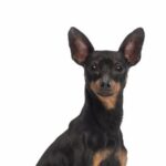 Race de chien : Pinscher allemand