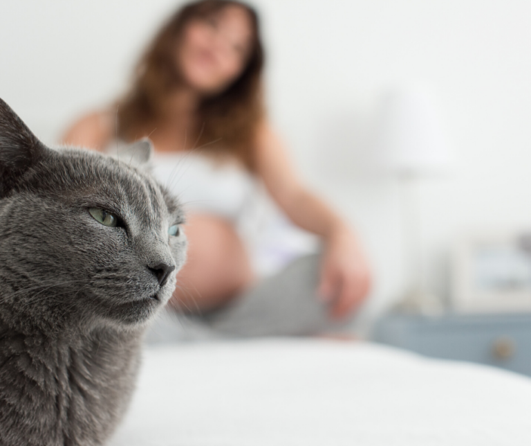 Toxoplasmose du chat : quels risques pour la femme enceinte ?