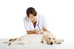 Problèmes cardiaques chez le chien : écoutez son coeur !