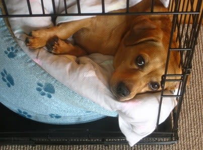 Pyomètre : une urgence vétérinaire chez la chienne