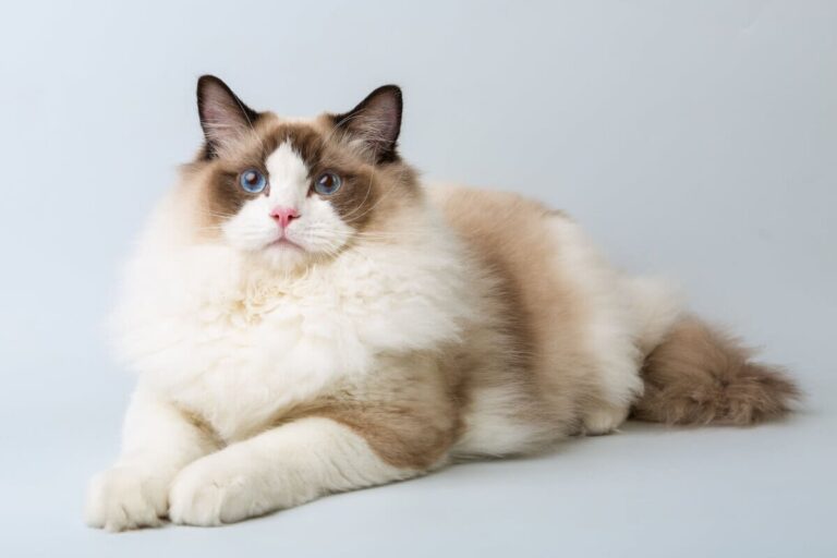 Ragdoll