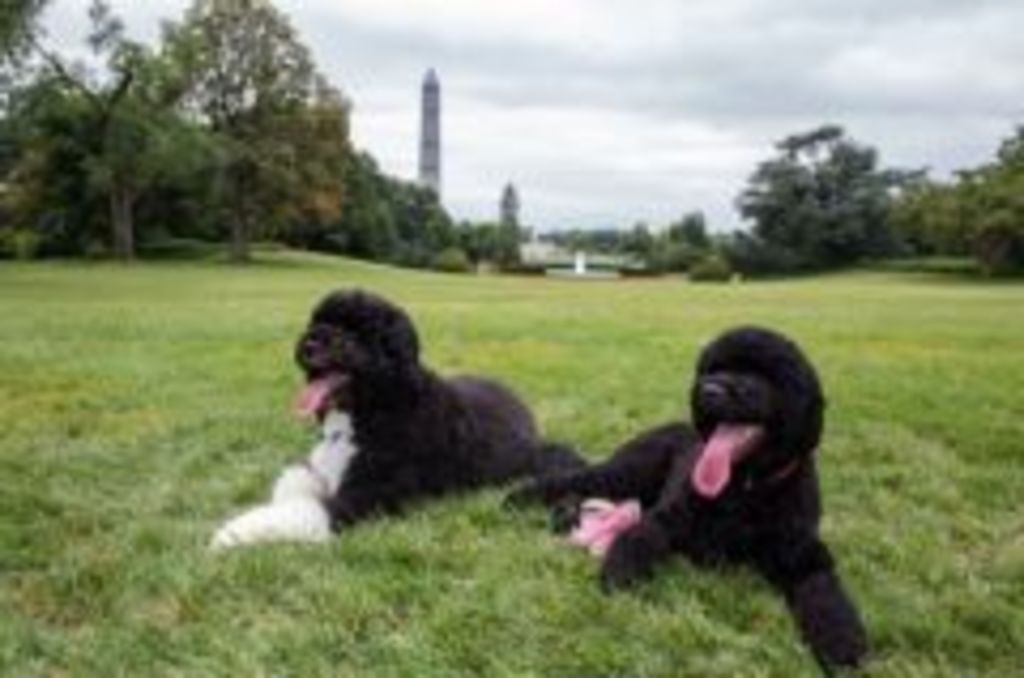 .santevet_sunny_le_nouveau_chien_d__eau_portugais_du_president_Obama_-_Maison_Blanche_2_s
