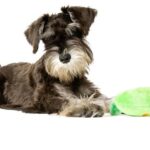 Schnauzer