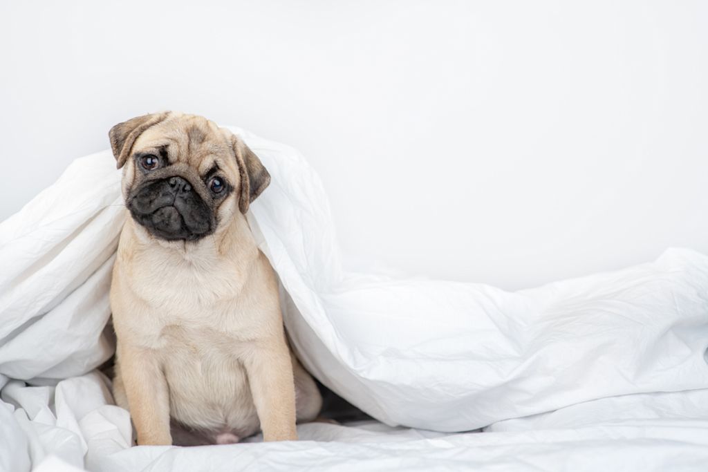 Mops puppy zit schattig onder deken