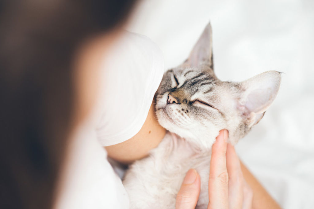 soins_et_esperance_de_vie_du_chat