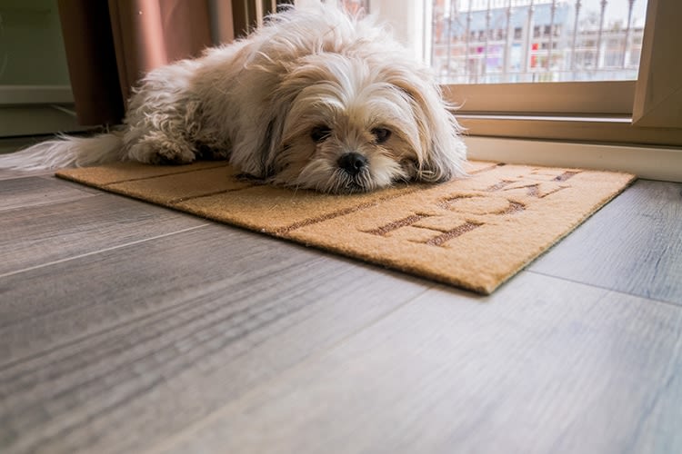 C&rsquo;est la rentrée, votre animal reste seul à la maison