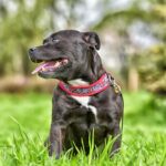Staffordshire bull terrier