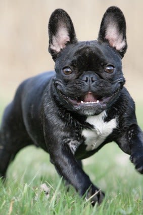 Eternuement inversé : le Reverse sneezing chez le chien