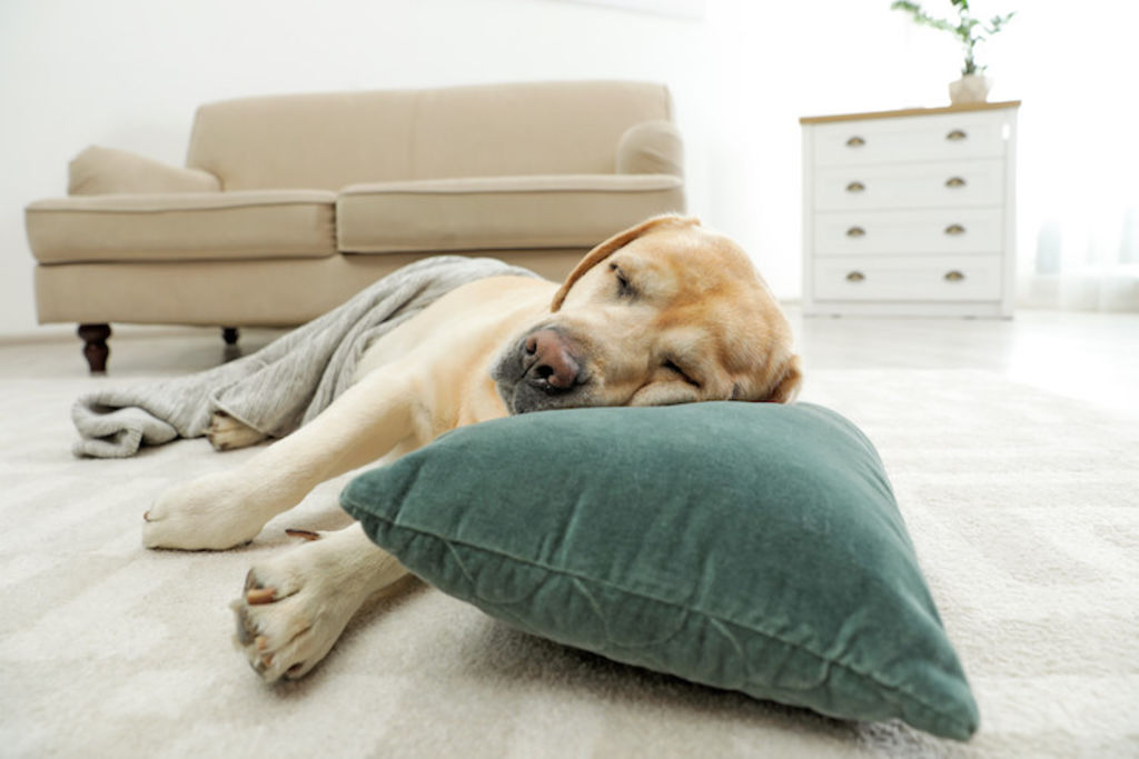 traitement_hernie_discale_chien