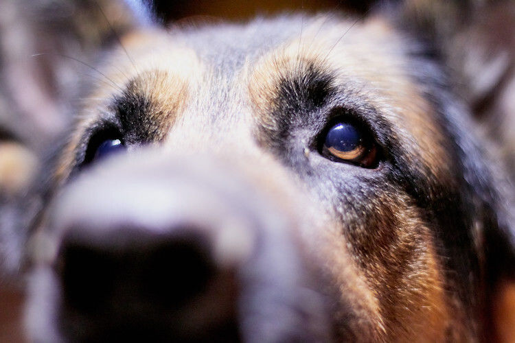 L&rsquo;ulcère de l&rsquo;oeil chez le chien