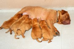 Les premiers jours du chiot : une période parfois délicate