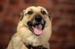 Hoquet chez le chien : que faire ?