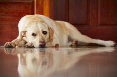 Friandises chiens-chats: méfiance pour les aliments chinois