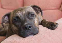 Un chien soupçonné d’être gay est sauvé de l’euthanasie