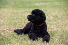 Chien d’eau portugais : Sunny arrive dans la famille Obama