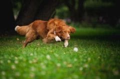 Rupture des ligaments croisés chez le chien : que faire ?