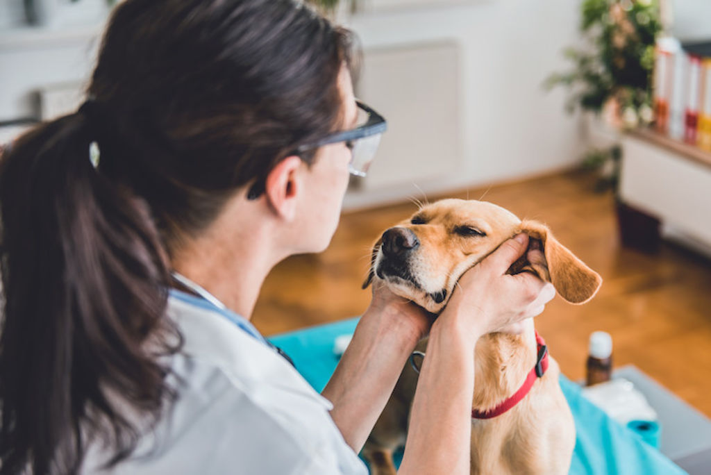 vaccins chien