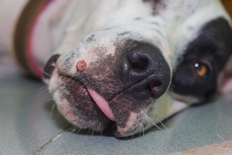 Verrues et excroissances : à surveiller chez le chien
