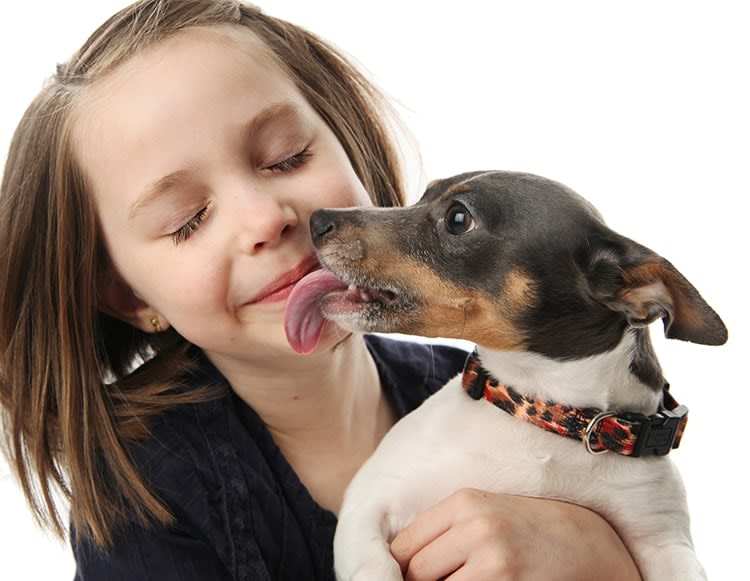 Vers du chien : quels risques pour l’homme ?