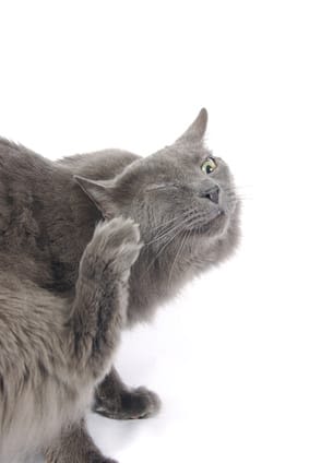 Yeux, dents, oreilles du chat et chien : stop aux infections