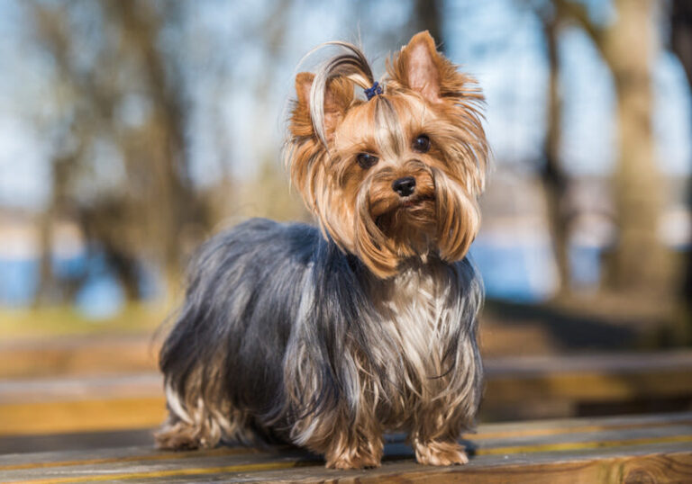 Yorkshire Terrier