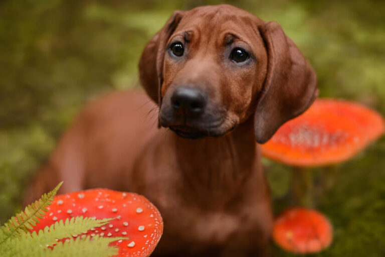 Giftige planten voor honden
