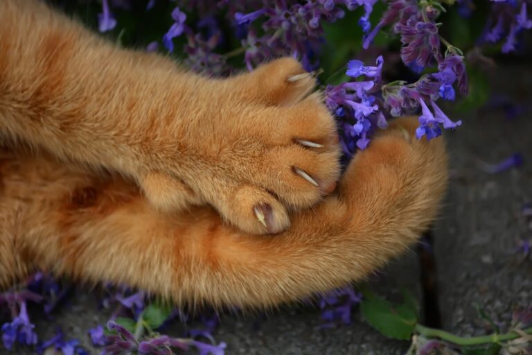 Faut-il couper les griffes de son chat ?