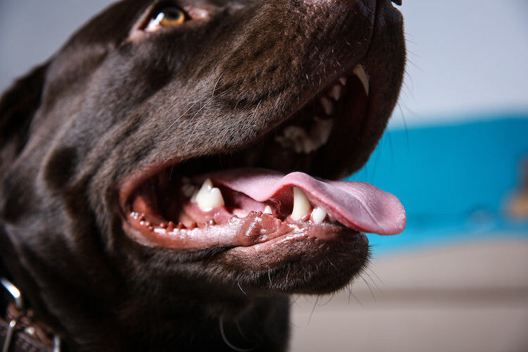 Babines du chien : que nous révèlent-elles ?