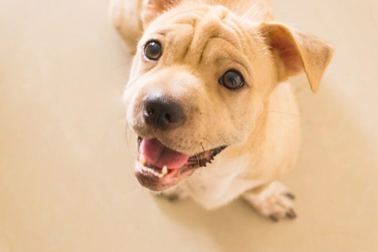 Jusqu&rsquo;à quel âge un chiot mordille ?