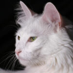 Chat blanc