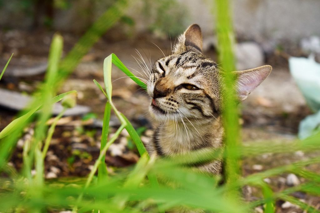 chat mange herbe