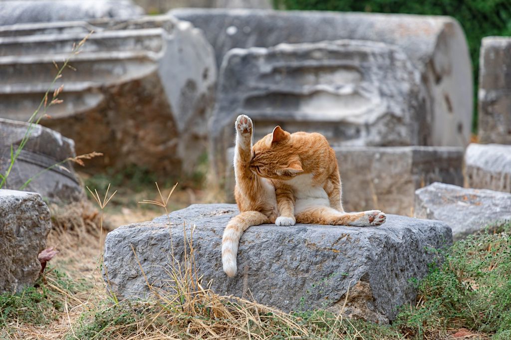 chat qui se toilette