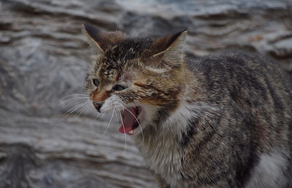 chat qui vomit