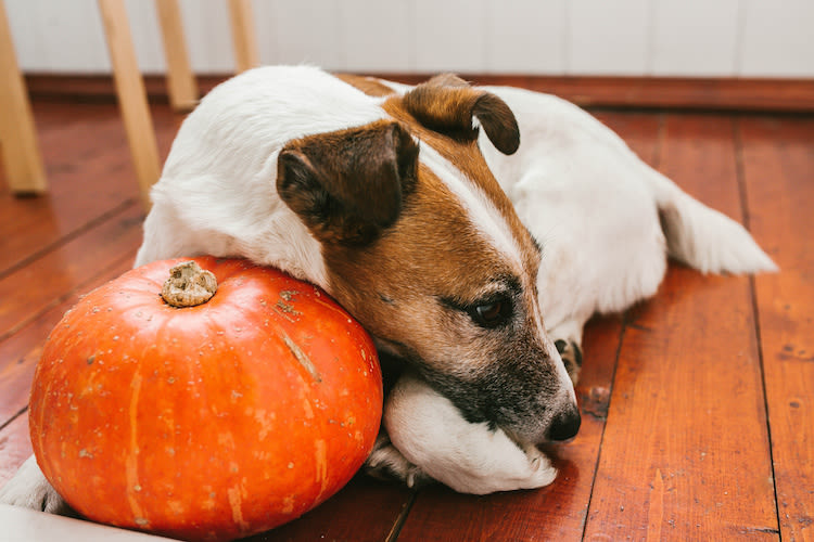 Halloween : quels dangers pour les chiens et chats ?