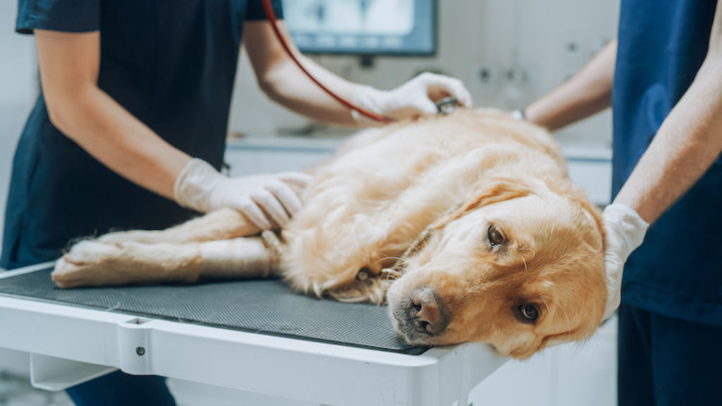 examen chien anorexie