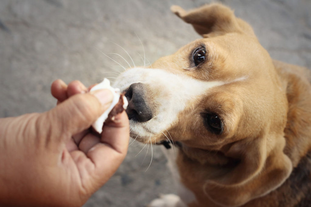 nourrir un chien anorexique