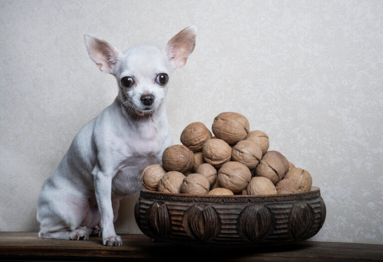 Mogen honden noten eten?