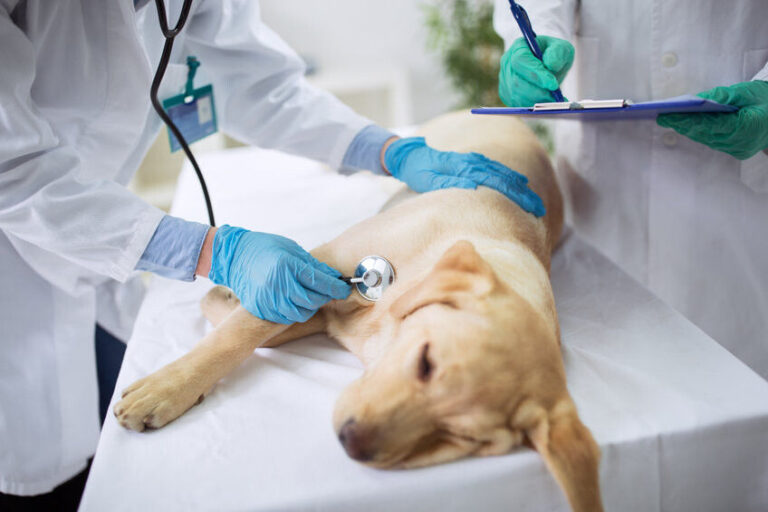 Maagtorsie bij de hond: symptomen en oplossingen
