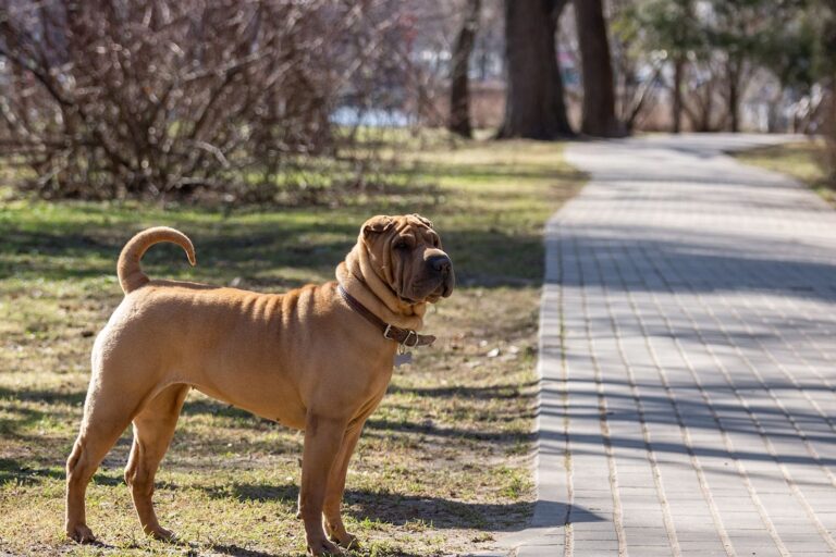 Shar-pei