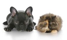Antiparasitaires chien chat : demander conseil au vétérinaire