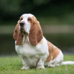 Race de Chien : Basset hound